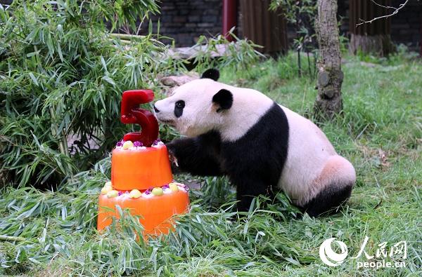 大熊猫"星雅"正在享受生日美味.记者任彦摄