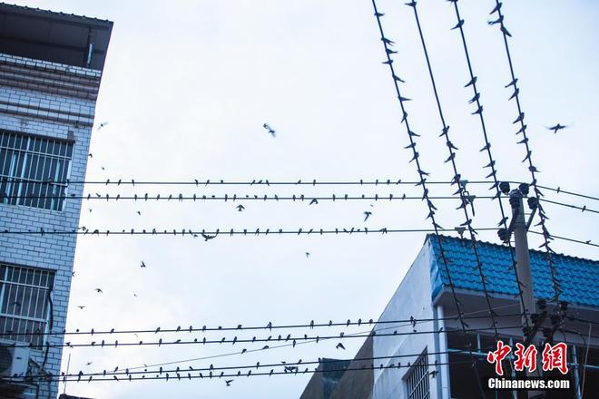 图片默认标题_fororder_yan4