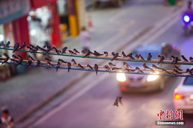 图片默认标题_fororder_yan2