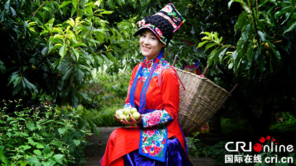 图片默认标题_fororder_5、羌家姑娘采摘青脆李-摄影--李里