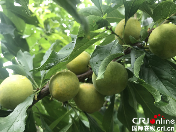 图片默认标题_fororder_6、茂县青脆李获得国家有机食品认证--摄影--张黎萍