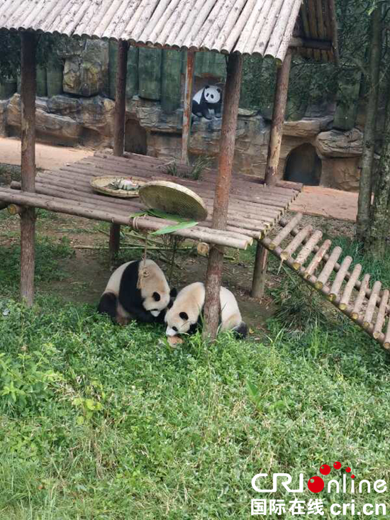 贵州森林野生动物园为熊猫姐妹庆生