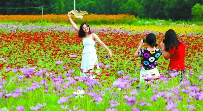 北京汤河畔新增500亩景观花田