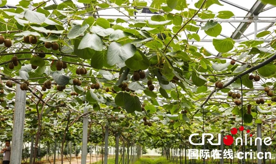 贵州六枝13万亩红心猕猴桃迎来收获季