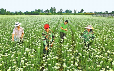 【河南好项目-图片】【 移动端-焦点图】高山韭花竞相开