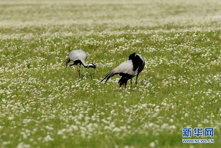 图片默认标题_fororder___172.100.100.3_temp_9500020_1_9500020_1_1_71261297-079b-4894-a923-e7063e9286e6