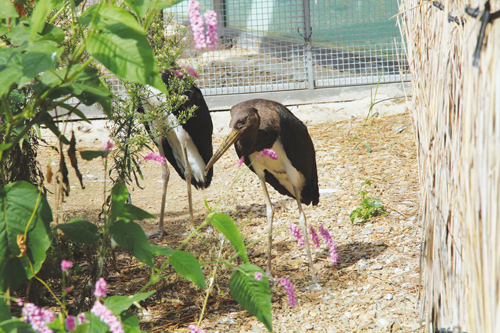 齐齐哈尔龙沙动植物园黑鹳宝宝繁育成功