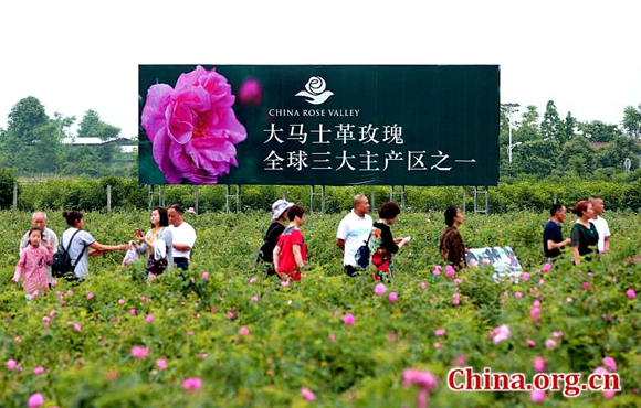 （导航德阳）China Rose Valley welcomes tourists