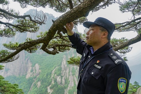 胡晓春正在检查迎客松.