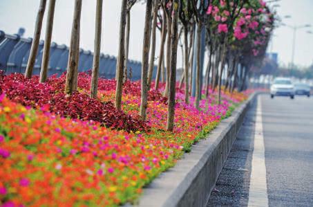 不签【区县联动】【九龙坡】重庆九龙坡:百万姝鲜花扮靓轨道干道沿线【区县联动  列表】九龙坡:百万姝鲜花扮靓轨道干道沿线