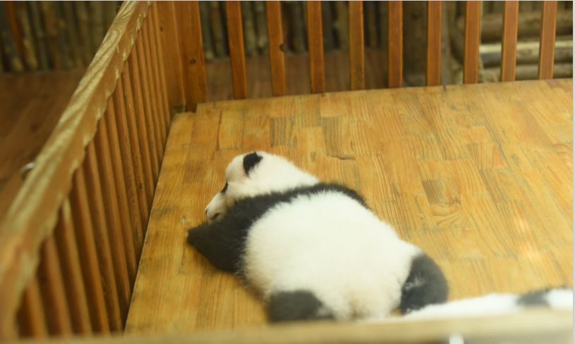 （导航成都，移动端）外国小使者来到“滚滚”故乡 感受天府文化