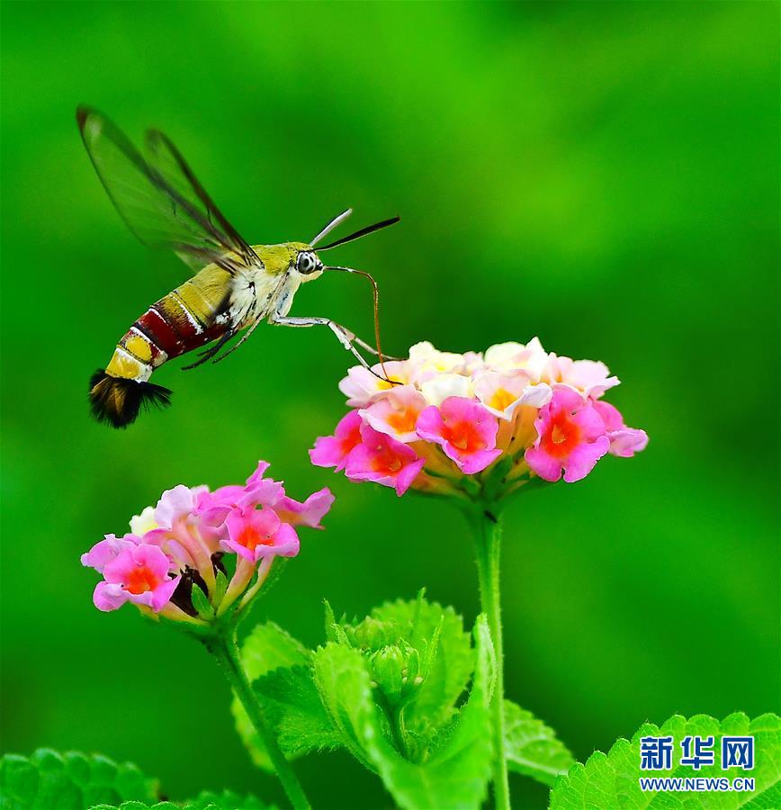福建福州：昆虫戏花