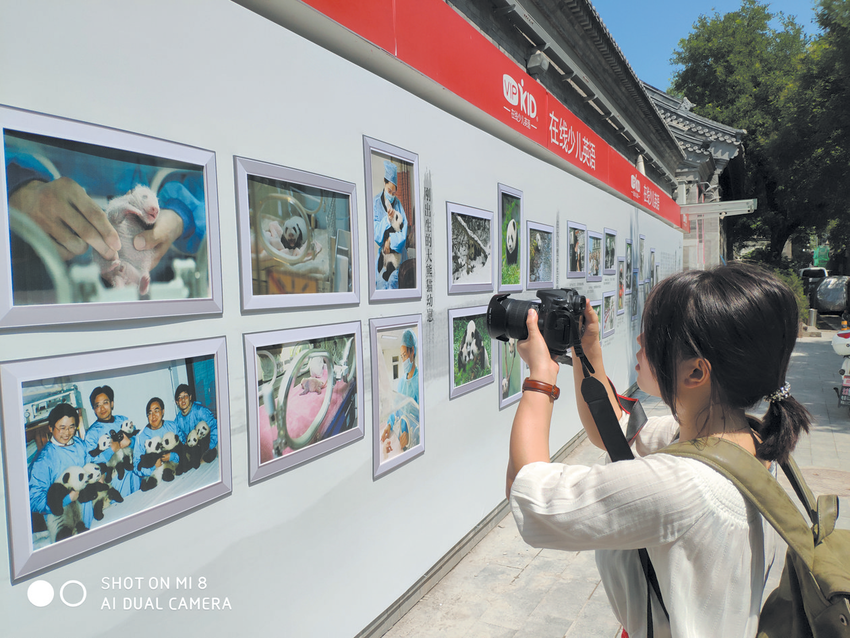 （头条-文字列表，导航成都，移动端）大熊猫国际文化周 展示多彩四川人文之韵