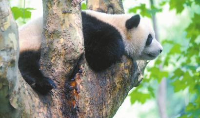 （头条-文字列表，导航成都，移动端）大熊猫 四川走出的“交流使者”