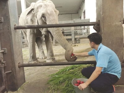 大象的“全能管家”：左手喂食，右手喷药