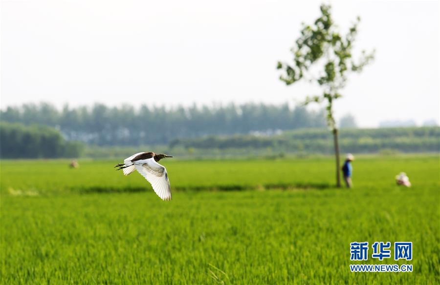 山东郯城:初秋田管忙 山东郯城:初秋田管忙