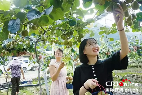 图片默认标题_fororder_游客采摘猕猴桃（都江堰市委宣传部-供图）