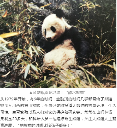 （导航成都）胖哒如何萌得三代“熊猫记者”不畏艰险？顶尖策展人曝出理由