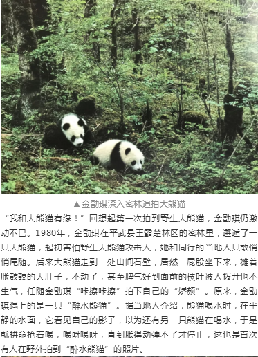 （导航成都）胖哒如何萌得三代“熊猫记者”不畏艰险？顶尖策展人曝出理由