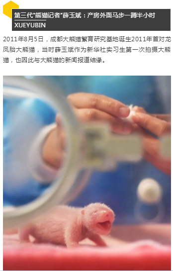 （导航成都）胖哒如何萌得三代“熊猫记者”不畏艰险？顶尖策展人曝出理由