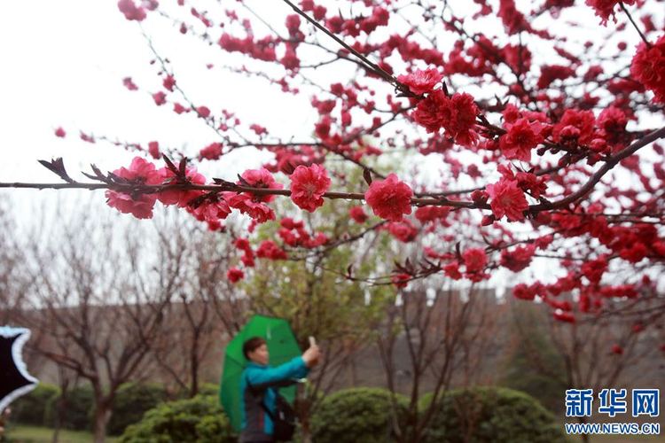 【旅游资讯】开封：半城春雨半城花