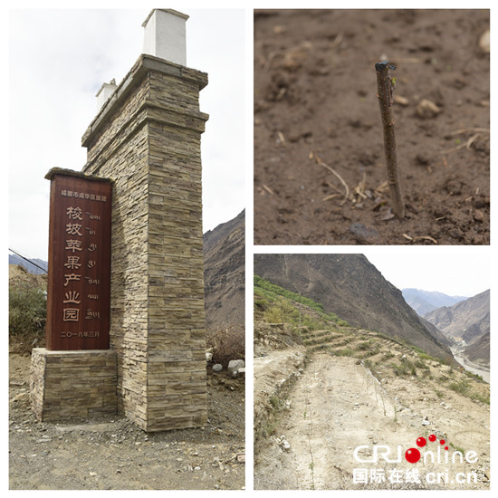 图片默认标题_fororder_1、成华区援建项目-梭坡乡苹果种植基地  摄影  谭小玲