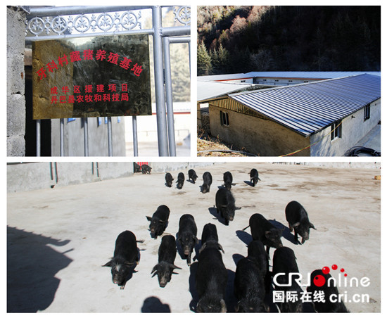 图片默认标题_fororder_1、成华区援建项目-牙科村藏香猪养殖基地  摄影 刘毅