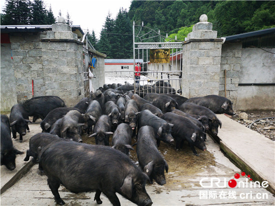 图片默认标题_fororder_2、养殖业让村民从中受益，并实现持续稳定增收   摄影 刘毅