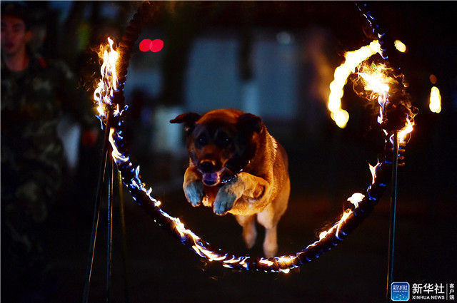 警犬夜训上演跳火圈大片组图