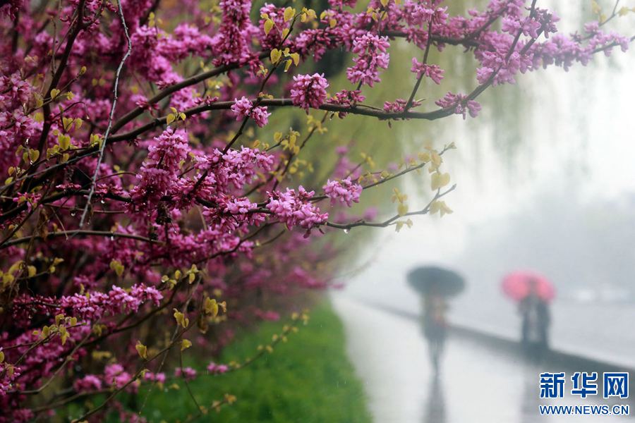 开封：半城春雨半城花