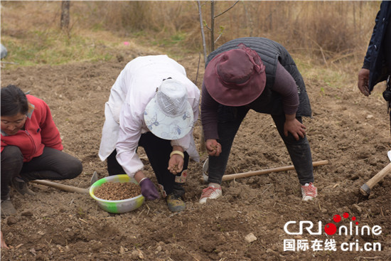 图片默认标题_fororder_2、中药材播种现场  摄影 黄刚.JPG