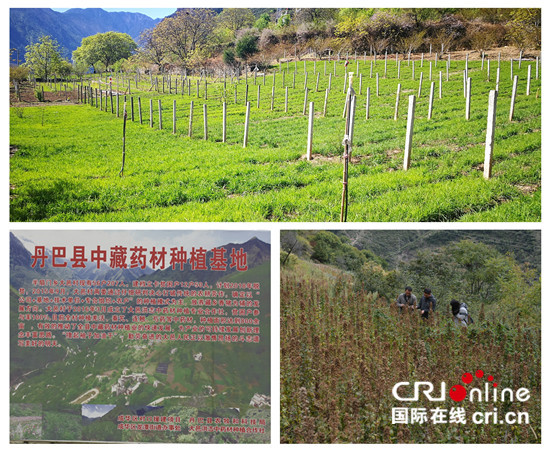 图片默认标题_fororder_1、成华区援藏项目-中药材种植基地  摄影 黄刚