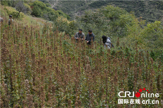 图片默认标题_fororder_3、援藏队调研一支蒿种植基地  摄影 黄刚