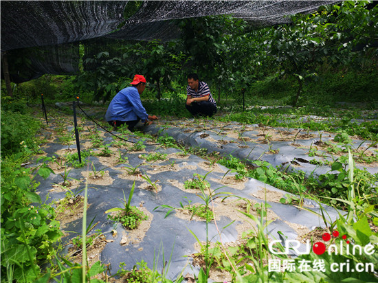 图片默认标题_fororder_4、中藏药种植基地  摄影 黄刚