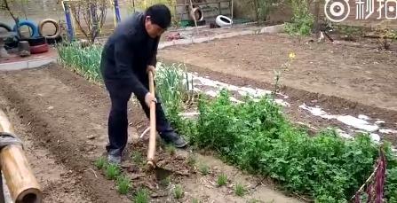 大衣哥小院满园春色 院子里有泰山石迎客松