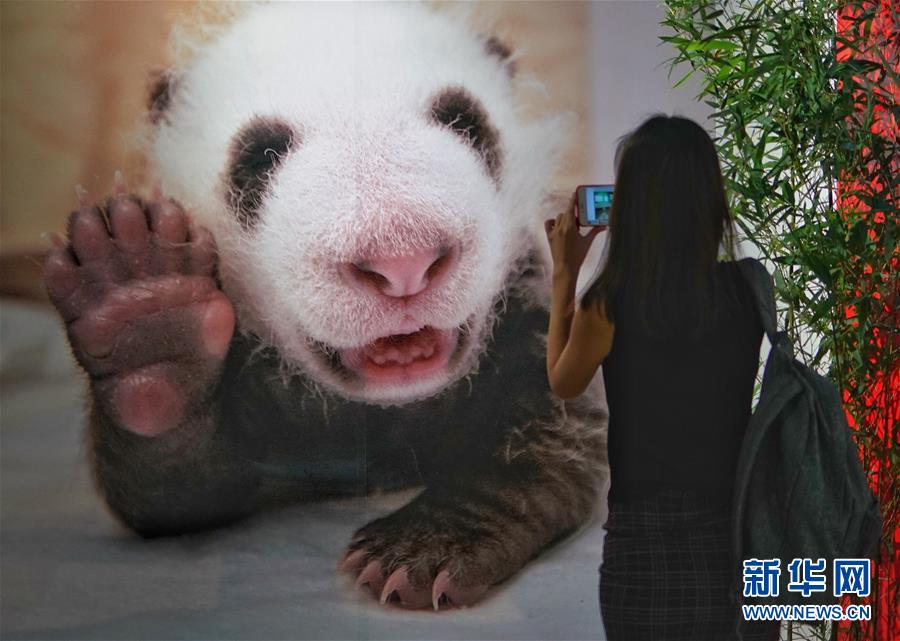 “首届中国大熊猫国际文化周”在京开幕