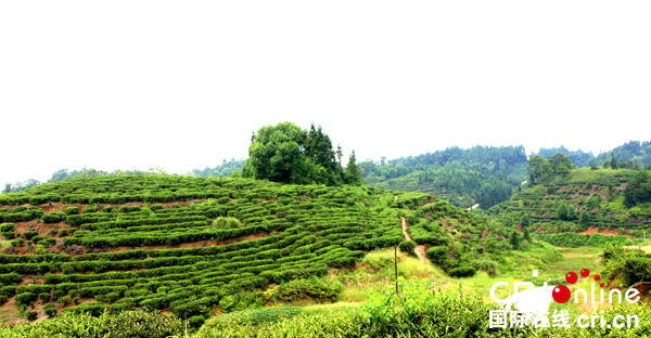 图片默认标题_fororder_龙山村茶山一角-（摄影-高学兵）