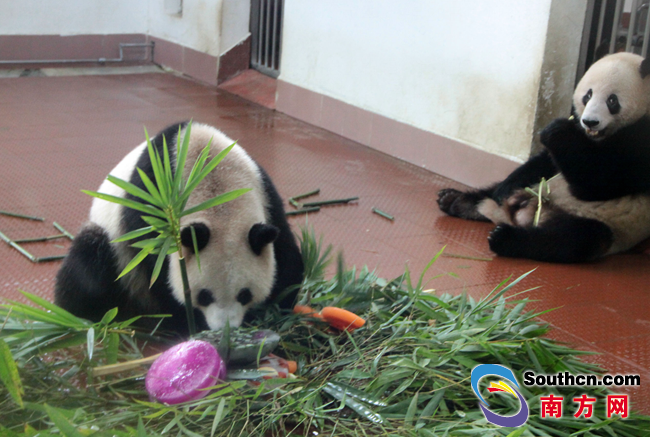 广州动物园为5岁大熊猫庆生