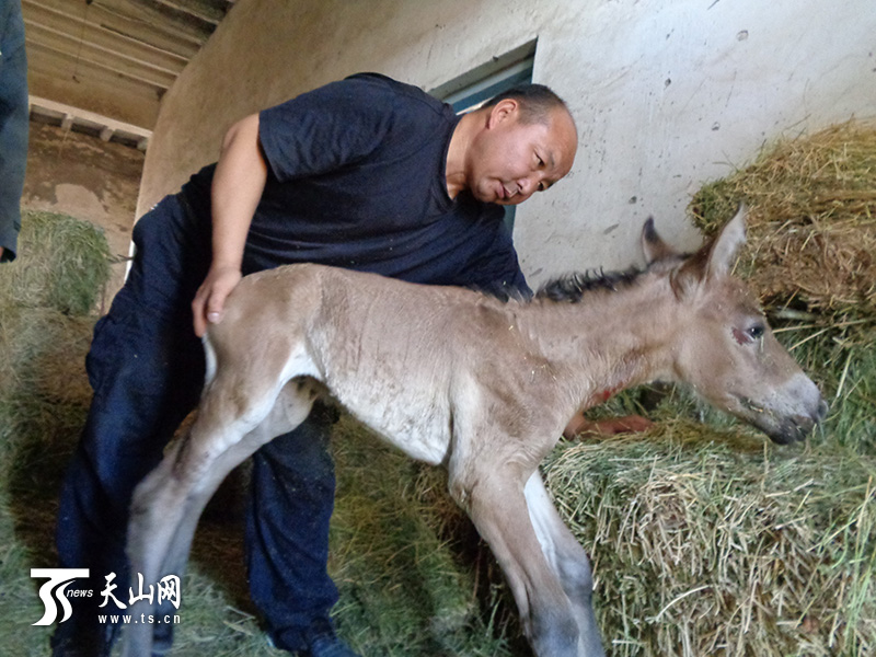 新疆野马繁殖研究中心,兽医在救治一匹刚出生不久的小马驹.