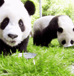 （导航成都，移动端）来成都和“滚滚”偶遇 这些熊猫打卡地标你get到了么？