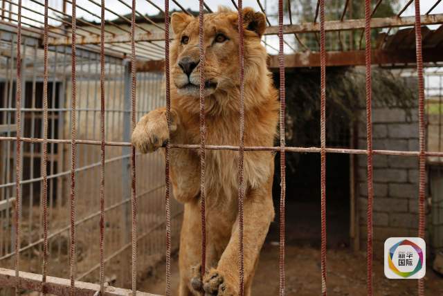 战火下的摩苏尔动物园 仅存一狮一熊约旦避难