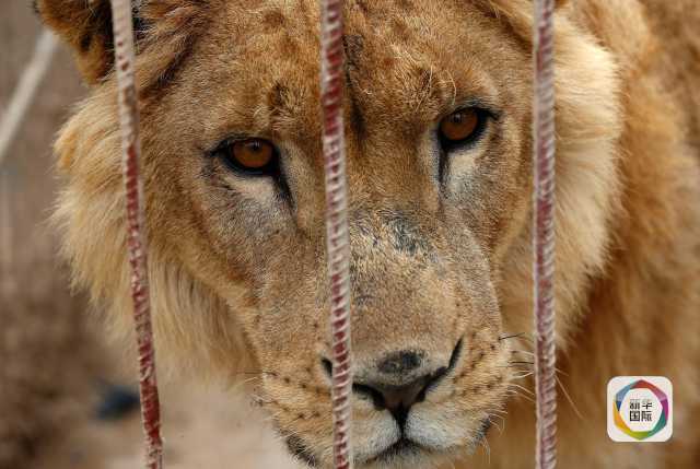 战火下的摩苏尔动物园 仅存一狮一熊约旦避难