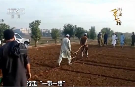 中国杂交小麦在巴基斯坦生根发芽