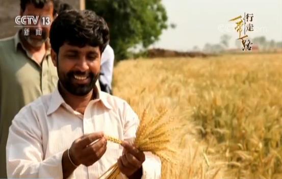 中国杂交小麦在巴基斯坦生根发芽