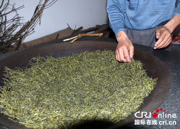 宜宾江安:百年老茶免费采 手工制茶醇香来