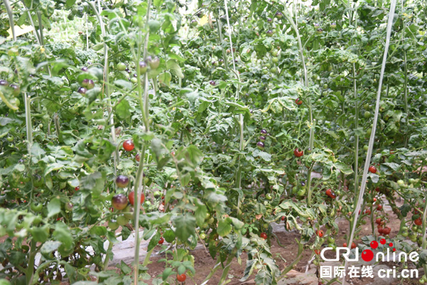 图片默认标题_fororder_曾家山蔬菜（摄影--徐琴）