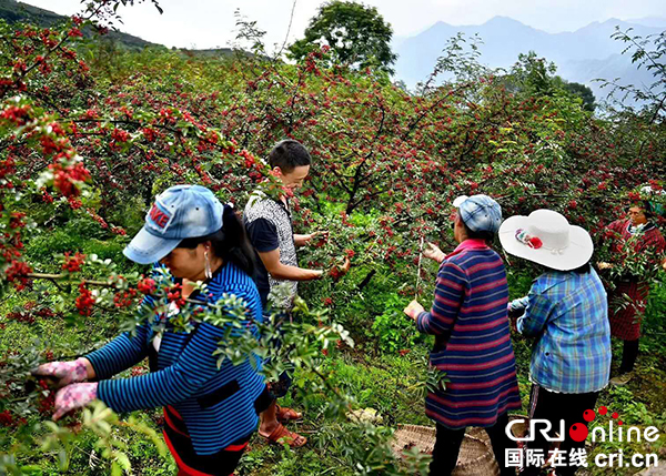 图片默认标题_fororder_农户采摘花椒（摄影：廖仕林）