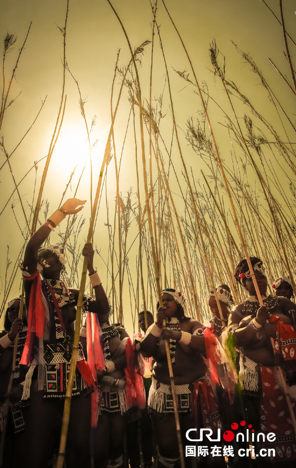 每年九月初举行的芦苇节,是南非祖鲁人最负盛名,最盛大的节日.