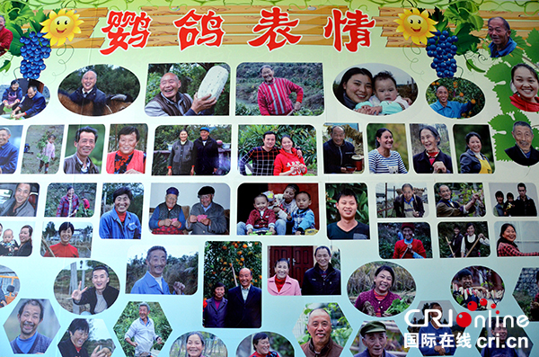 图片默认标题_fororder_07最美鹦鸽表情