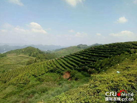 贵州六枝夏秋茶开采助茶农增收
